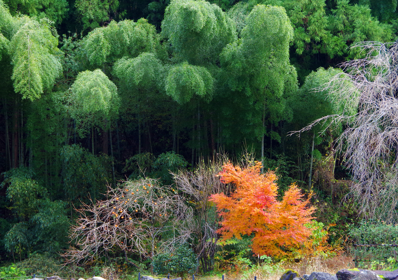里の秋