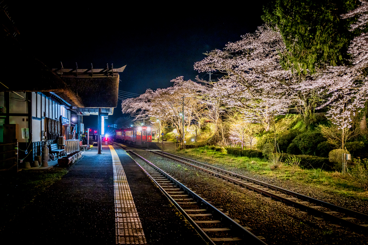 夜桜が見送る終列車