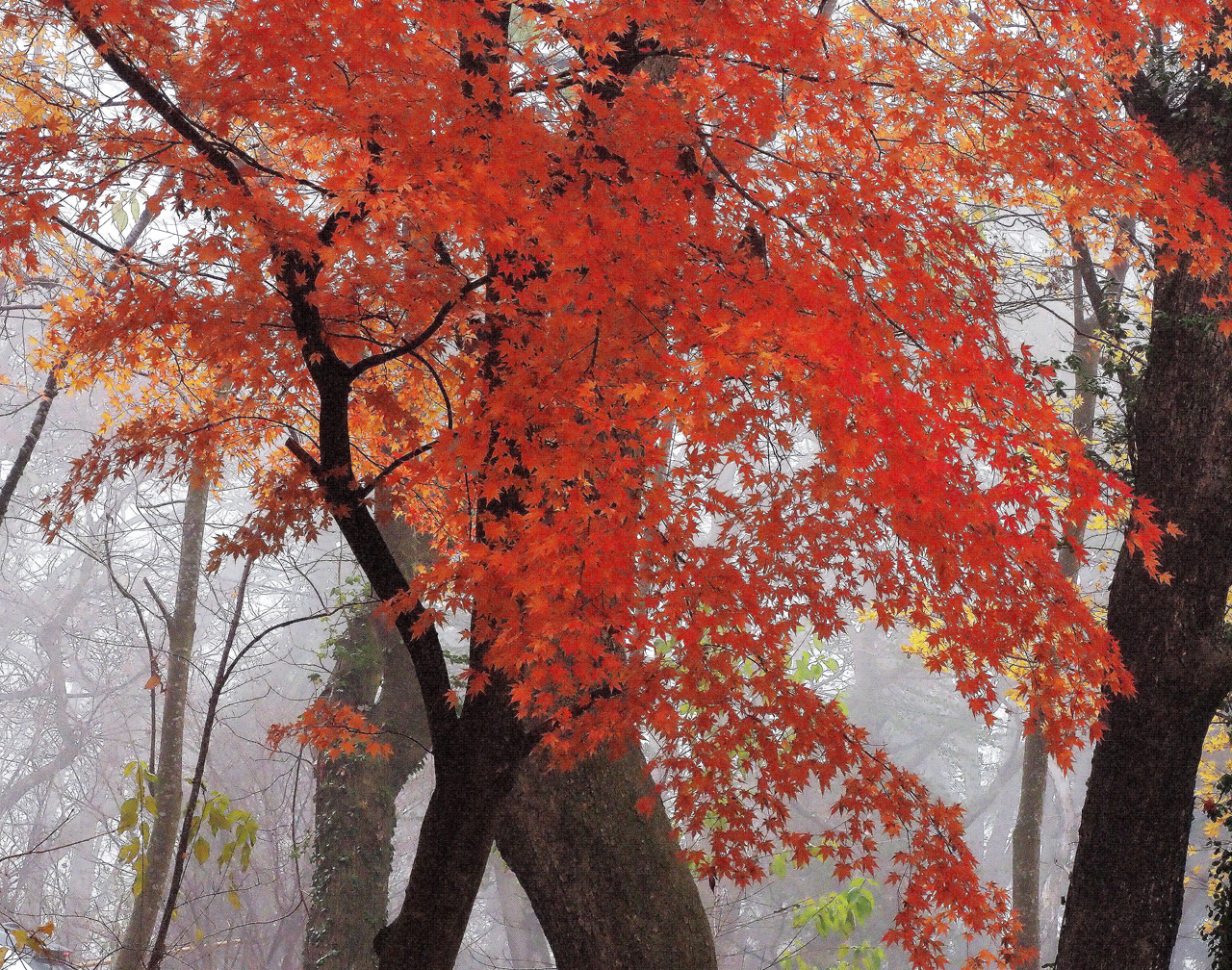 朝霧紅葉包む